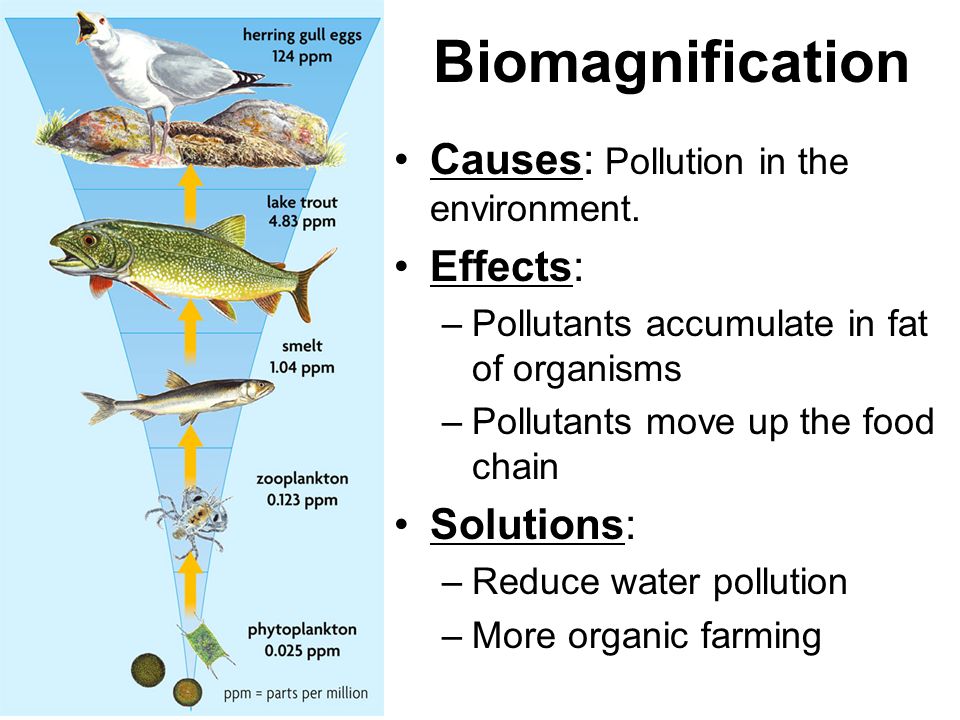 Plastic Pollution: Causes, Effects and Solutions